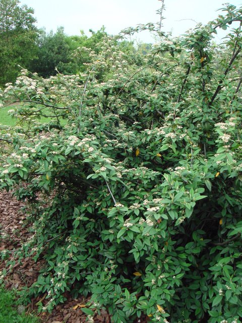 Cotoneaster hymoei P15
